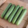 cucumbers-Persian